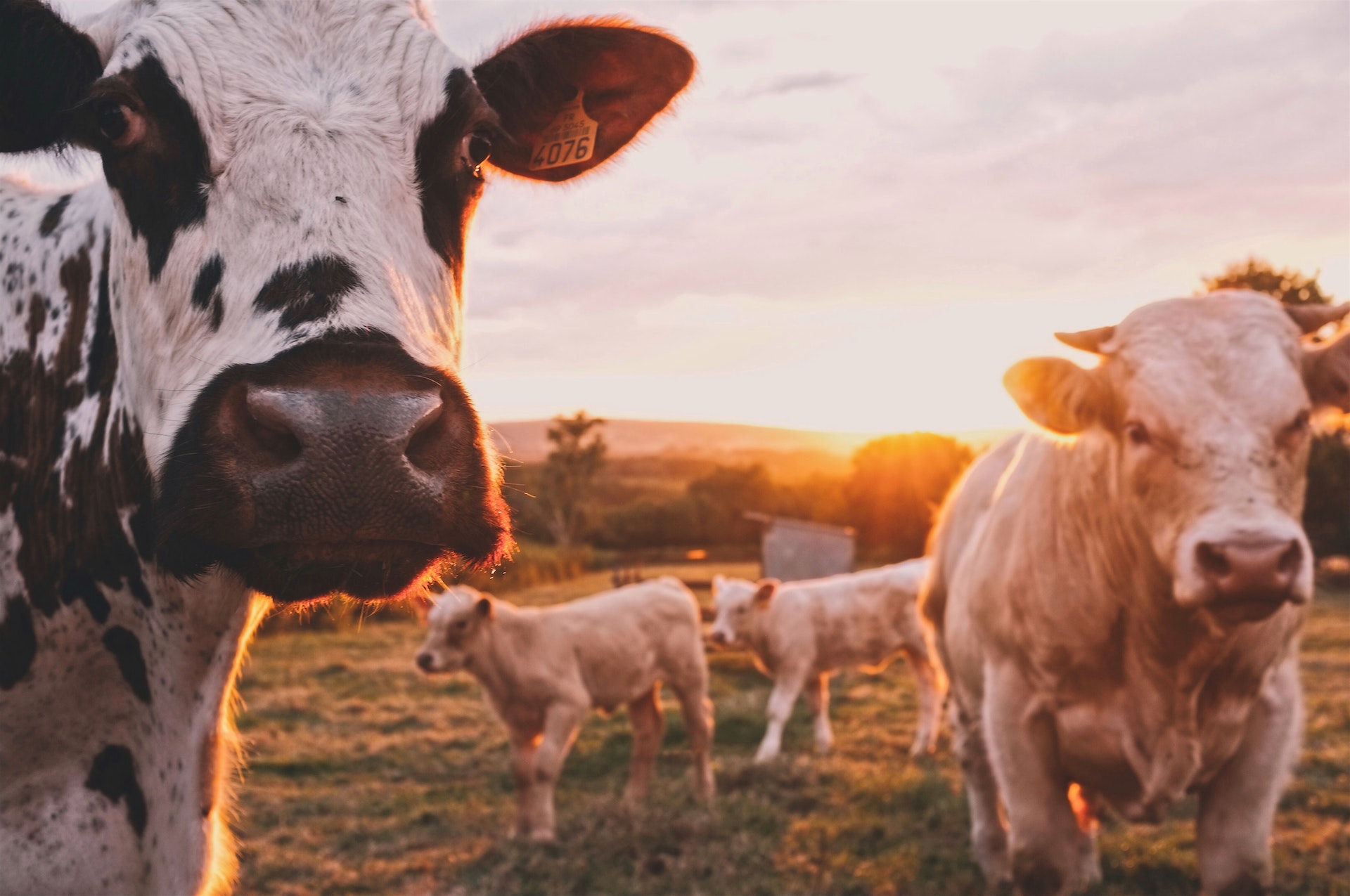 Die Landwirtschaft ist unsere Leidenschaft - Hannes Lintner Transport